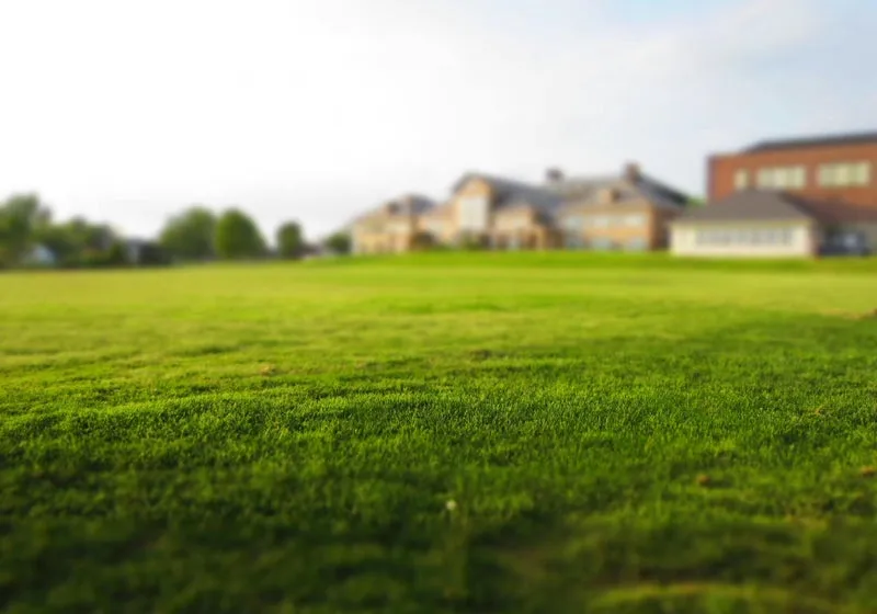 Fresh green lawn in a residential landscape